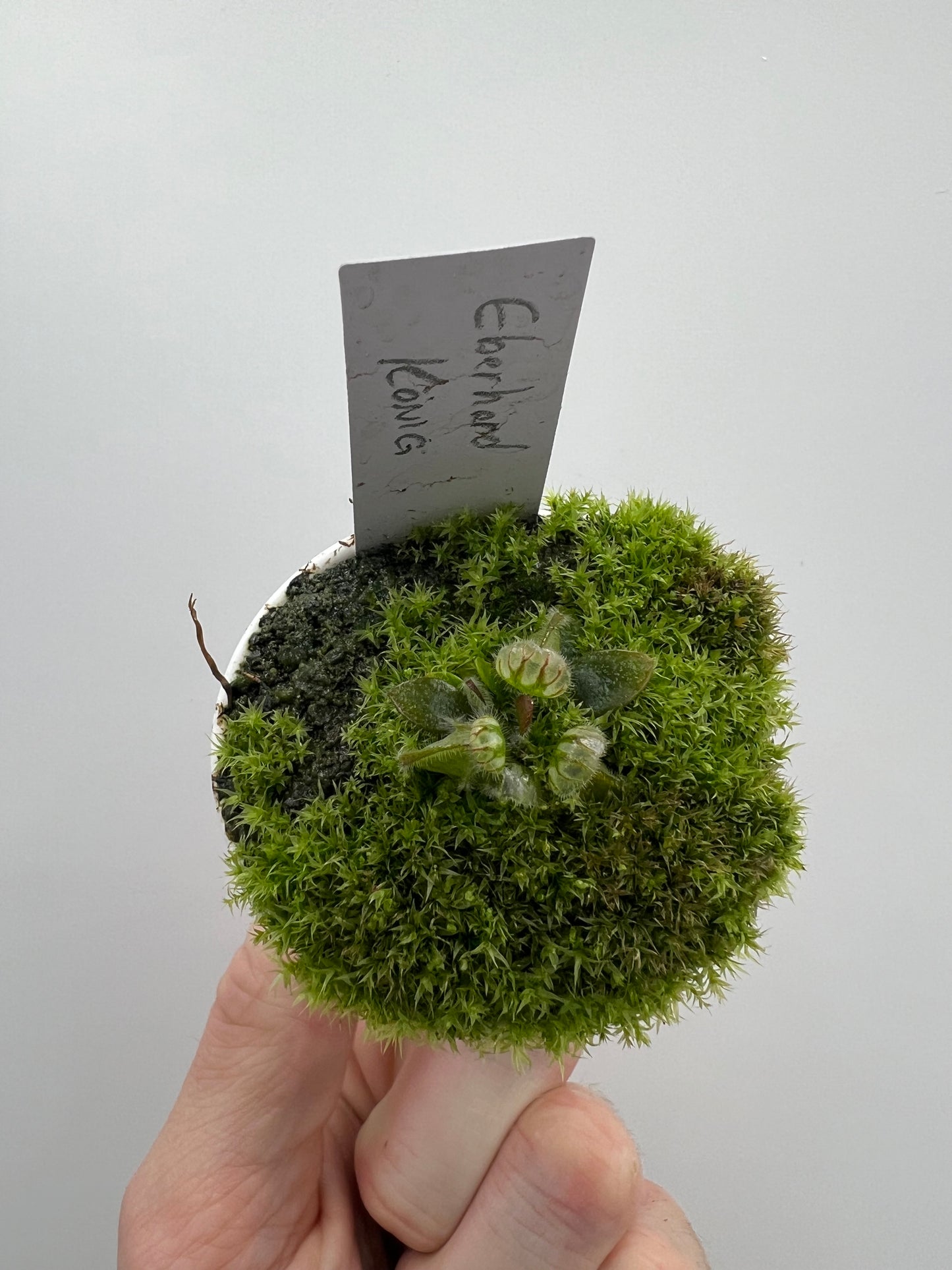 Cephalotus follicularis “Dr. Eberhard König”