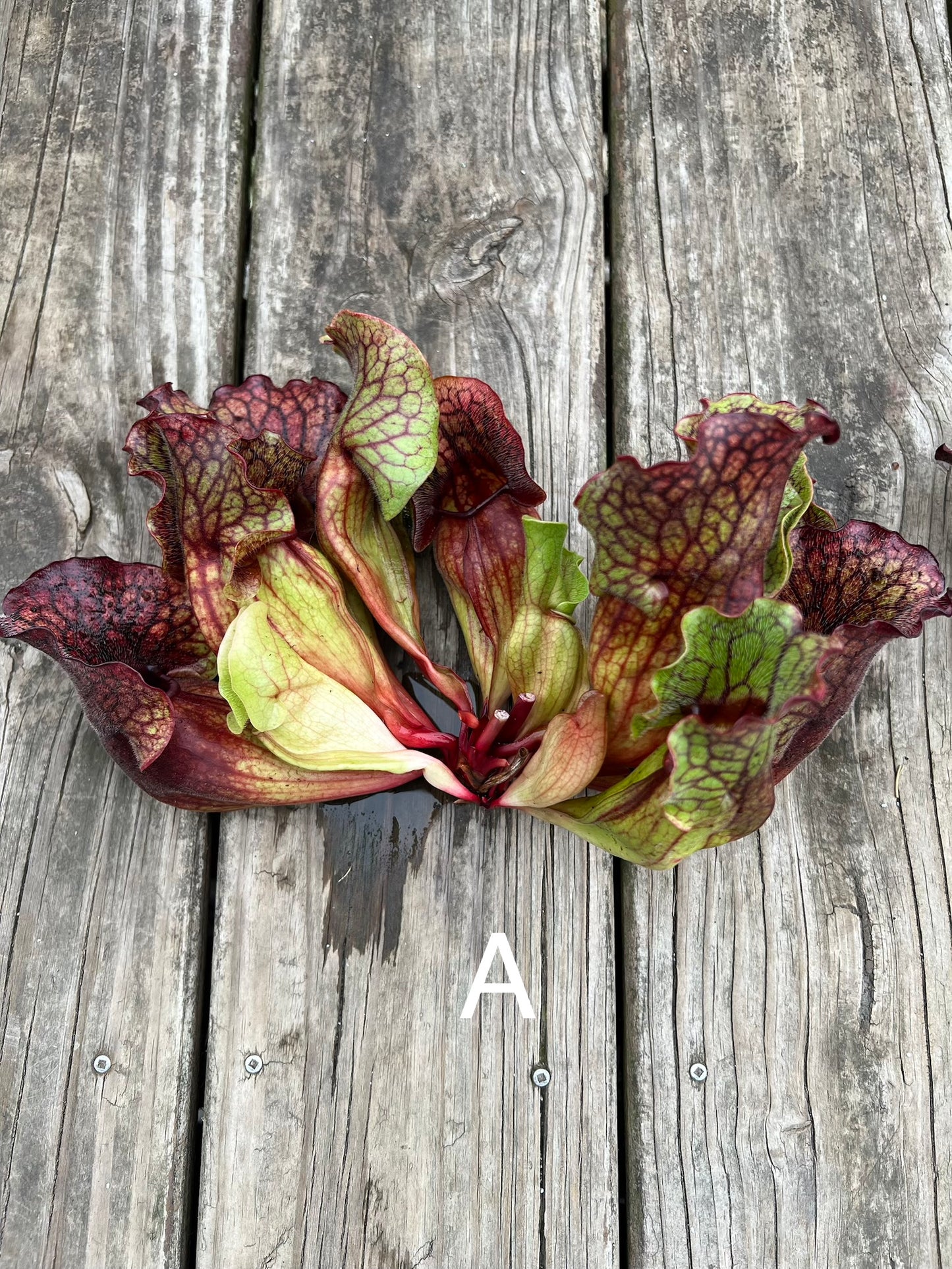 Sarracenia purpurea ssp. venosa (Chesterfield Co, SC) - Fresh Divisions