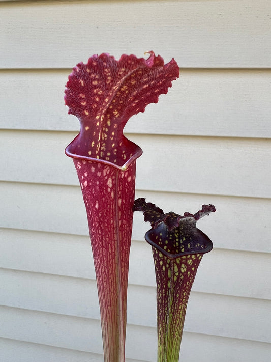 Sarracenia ‘The Kraken’ x ‘Leviathan’ - Seed Grown #1
