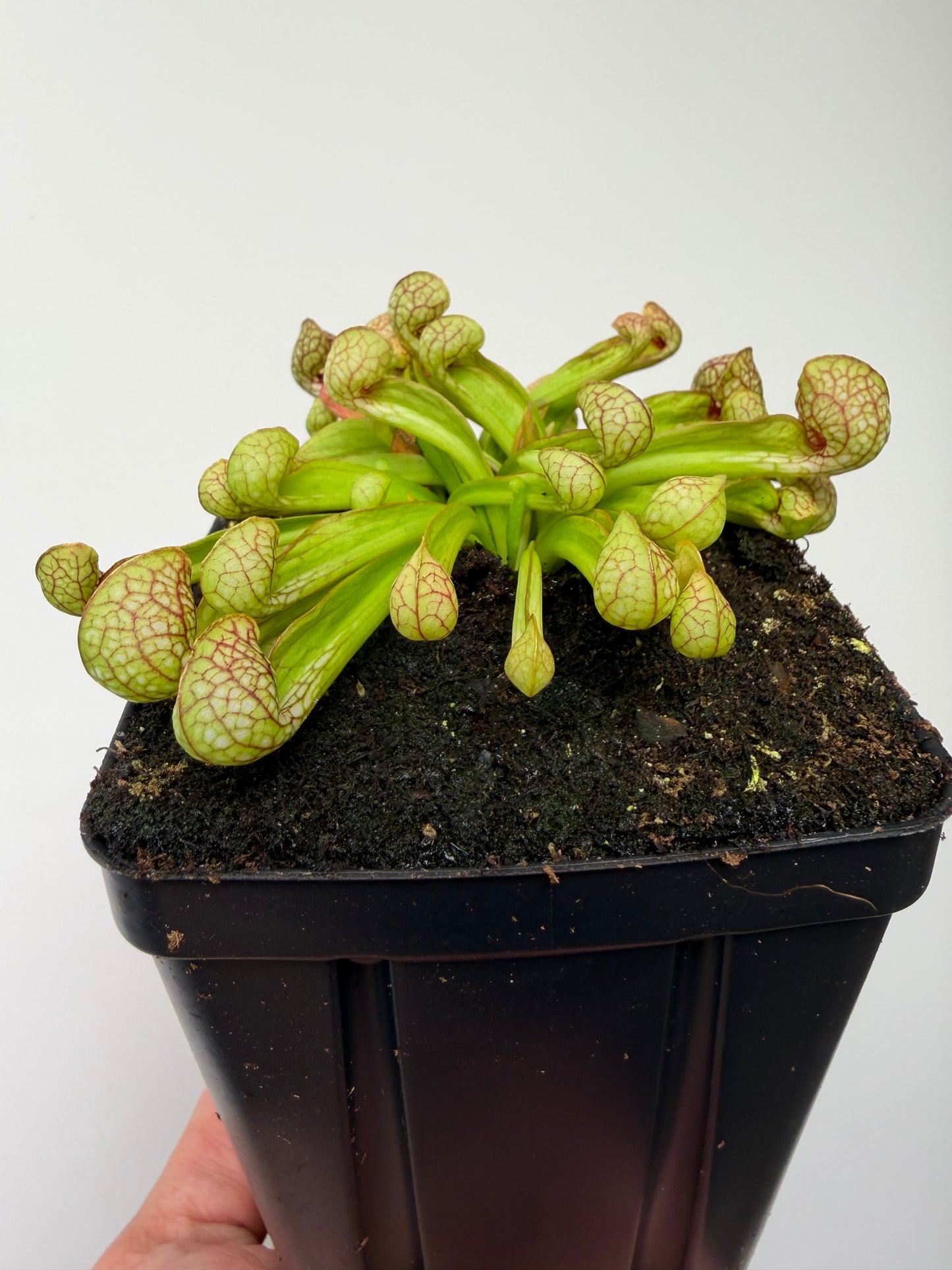 Sarracenia psittacina - “Turkey Hen Creek” - Seed Grown (3)
