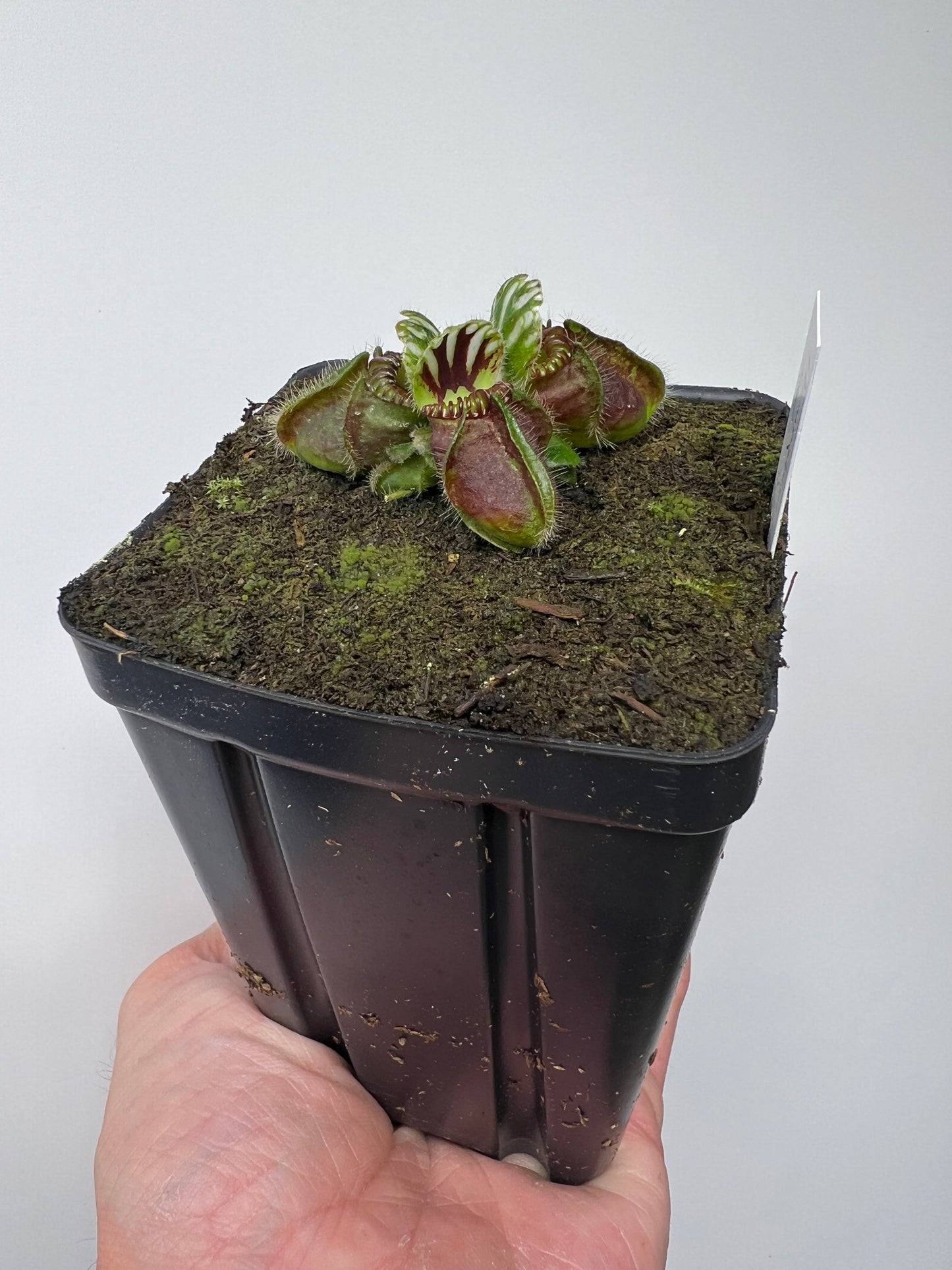 Cephalotus follicularis “Hampshire Red”