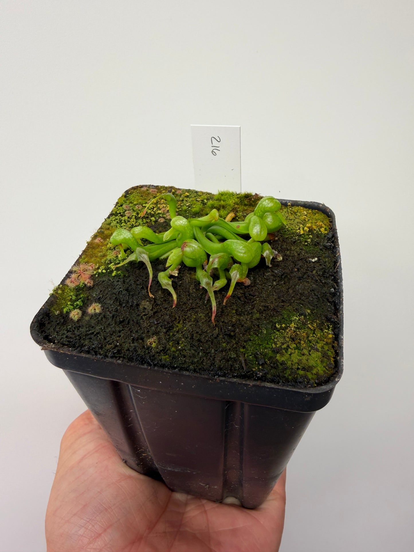 Darlingtonia californica (Cobra Pitcher Plant) - Seed Grown #216