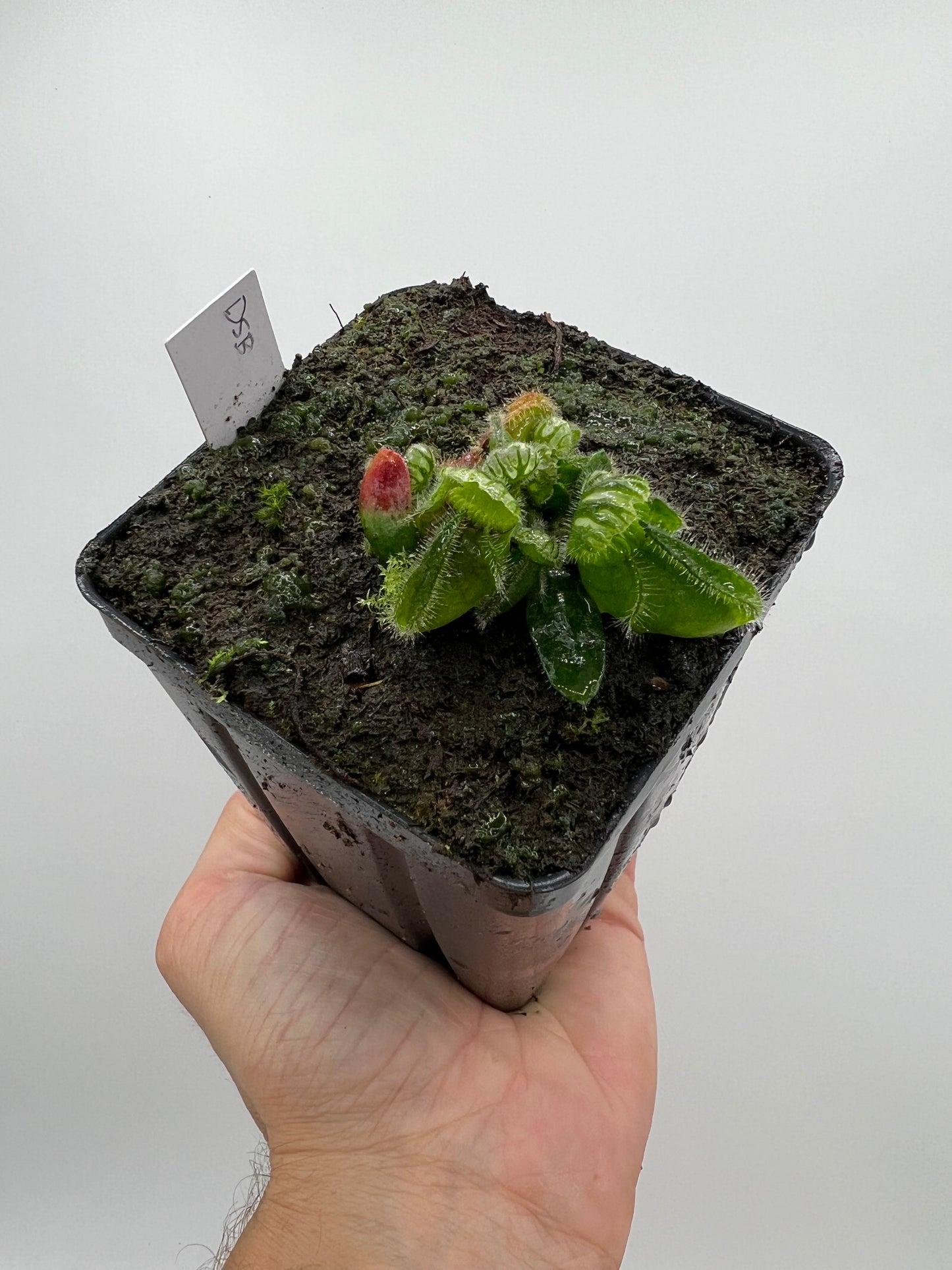 Cephalotus follicularis “David Švarc Black”