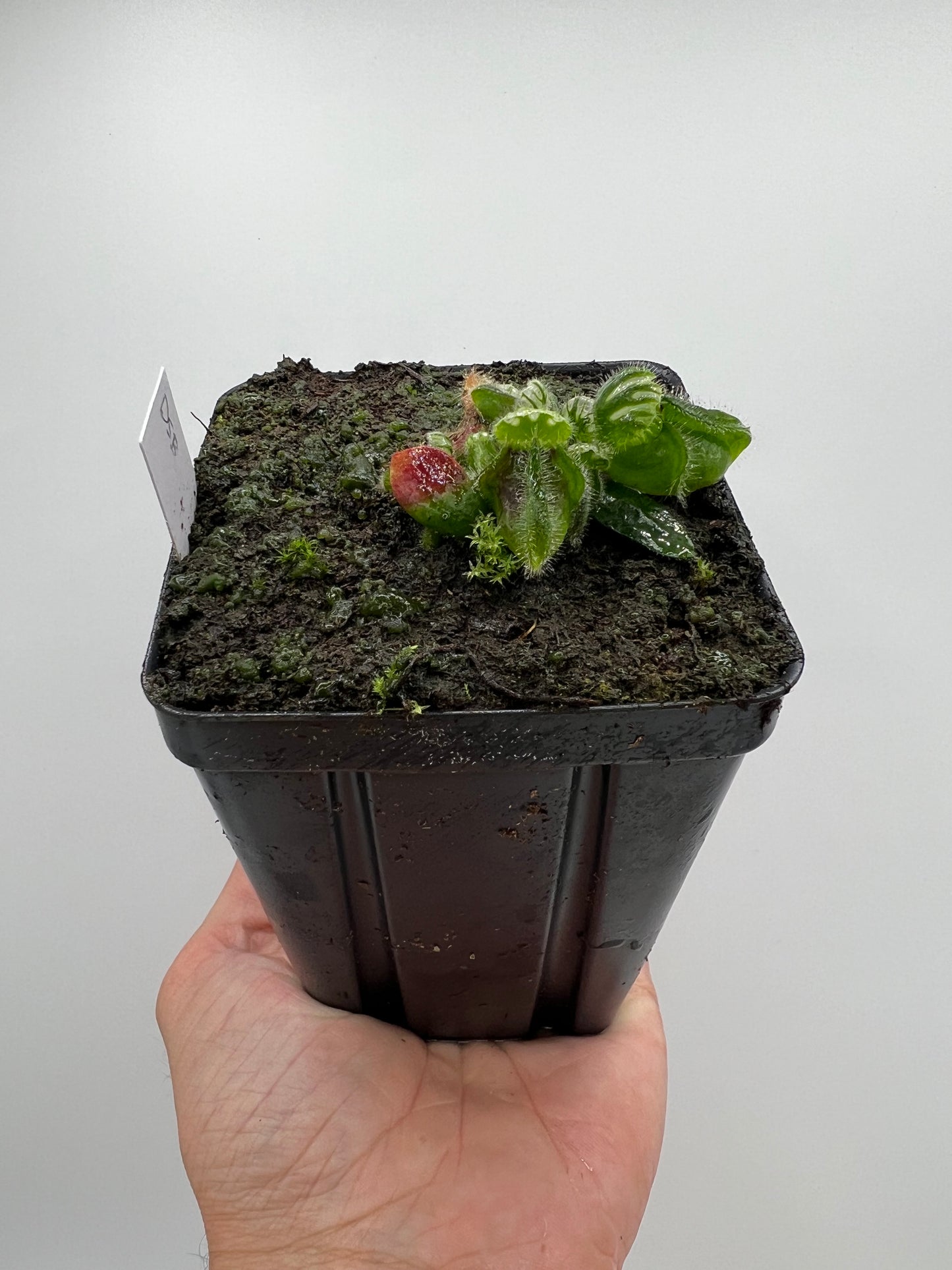 Cephalotus follicularis “David Švarc Black”