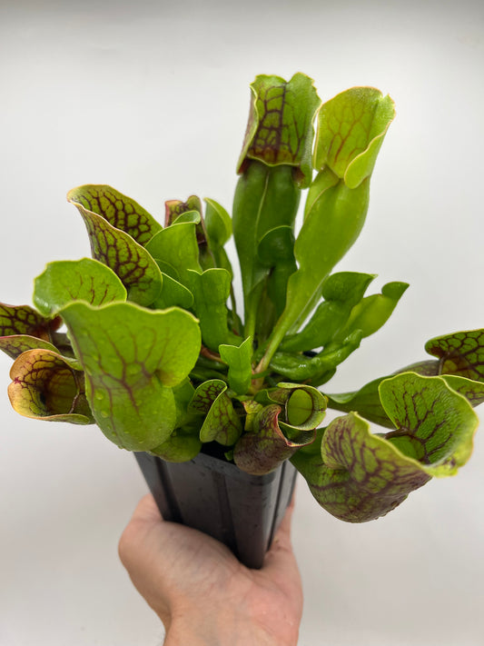 Sarracenia purpurea ssp. purpurea (Centre Co, PA) - Seed Grown #119