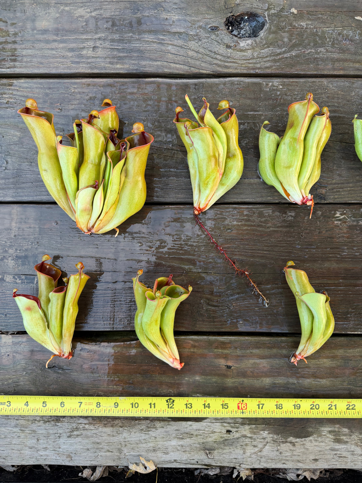 Heliamphora heterodoxa x minor - Fresh Divisions (great for beginners!)