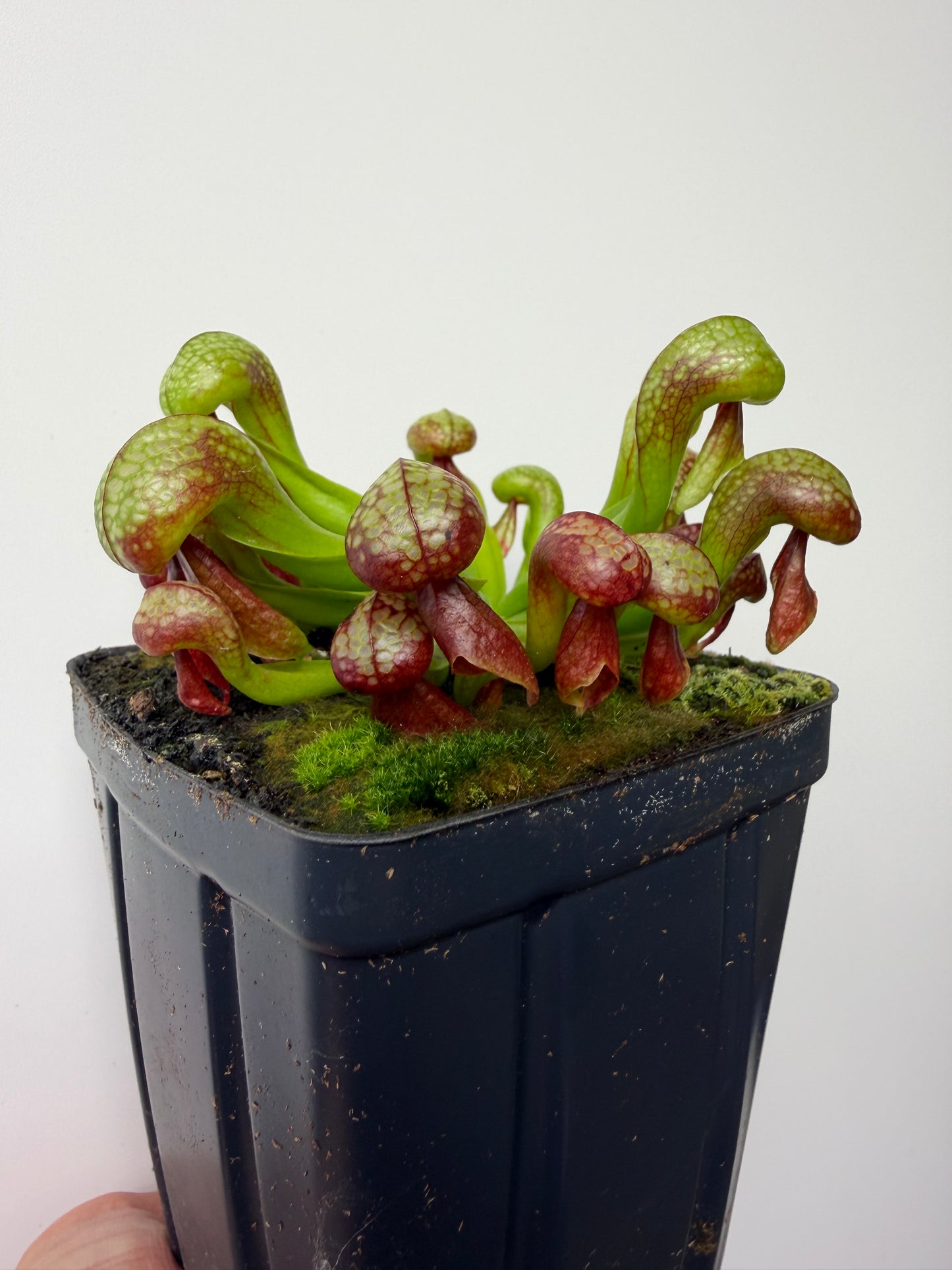 Darlingtonia californica (Cobra Pitcher Plant) - Seed Grown #214