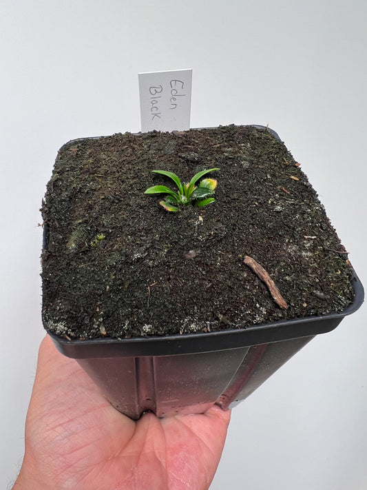 Cephalotus follicularis ‘Eden Black’ - *Rare* (small)