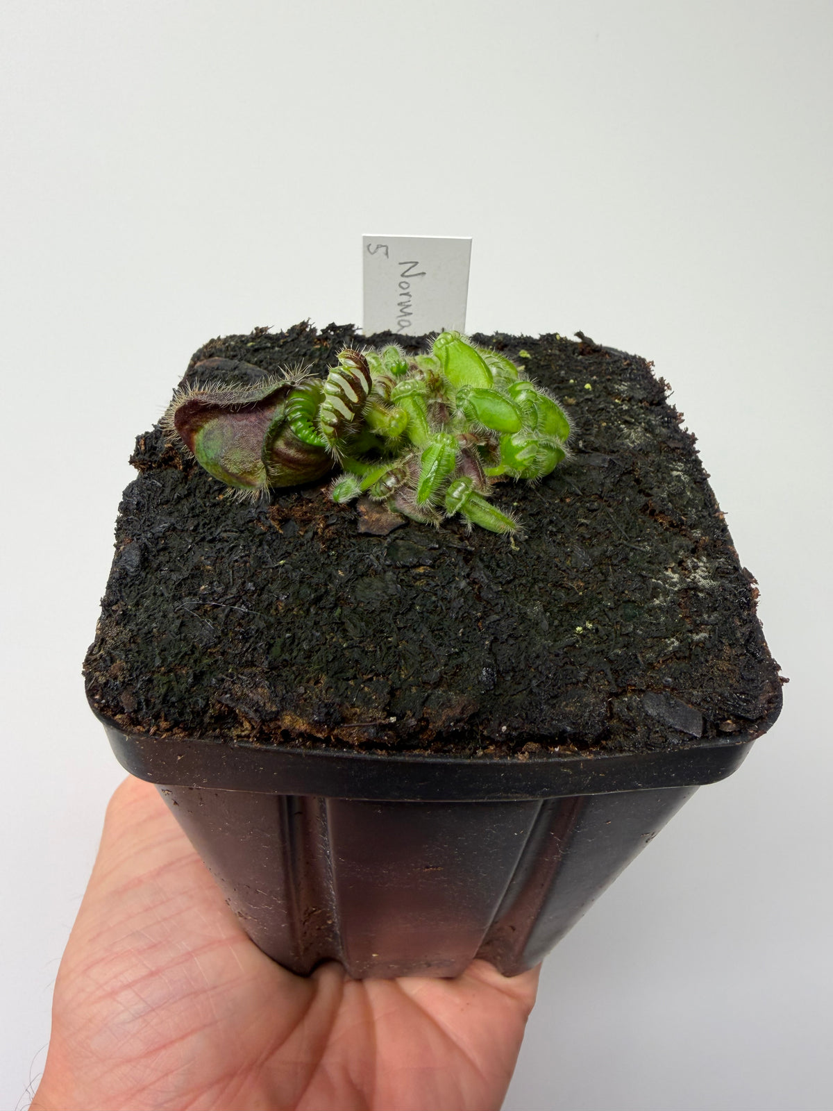 Cephalotus follicularis “Norma” #5