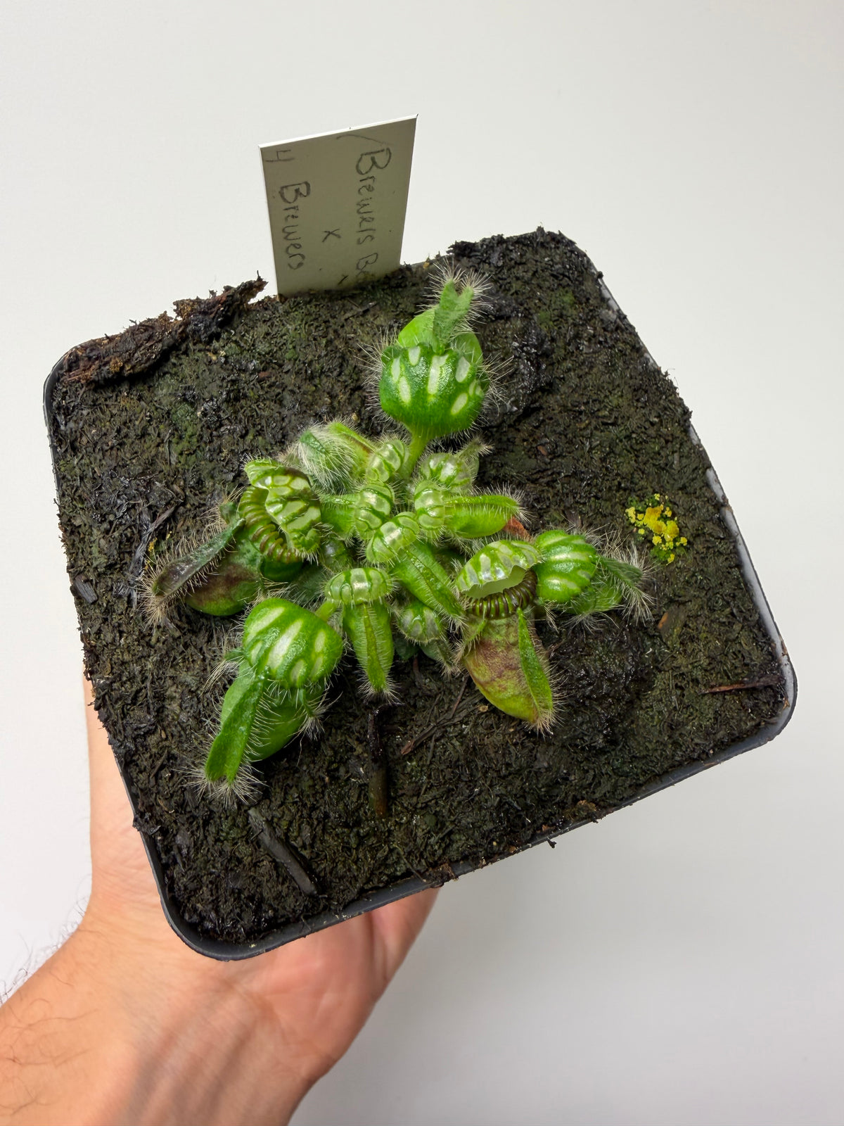 Cephalotus follicularis “Brewers Beauty” x “Brewers” #4