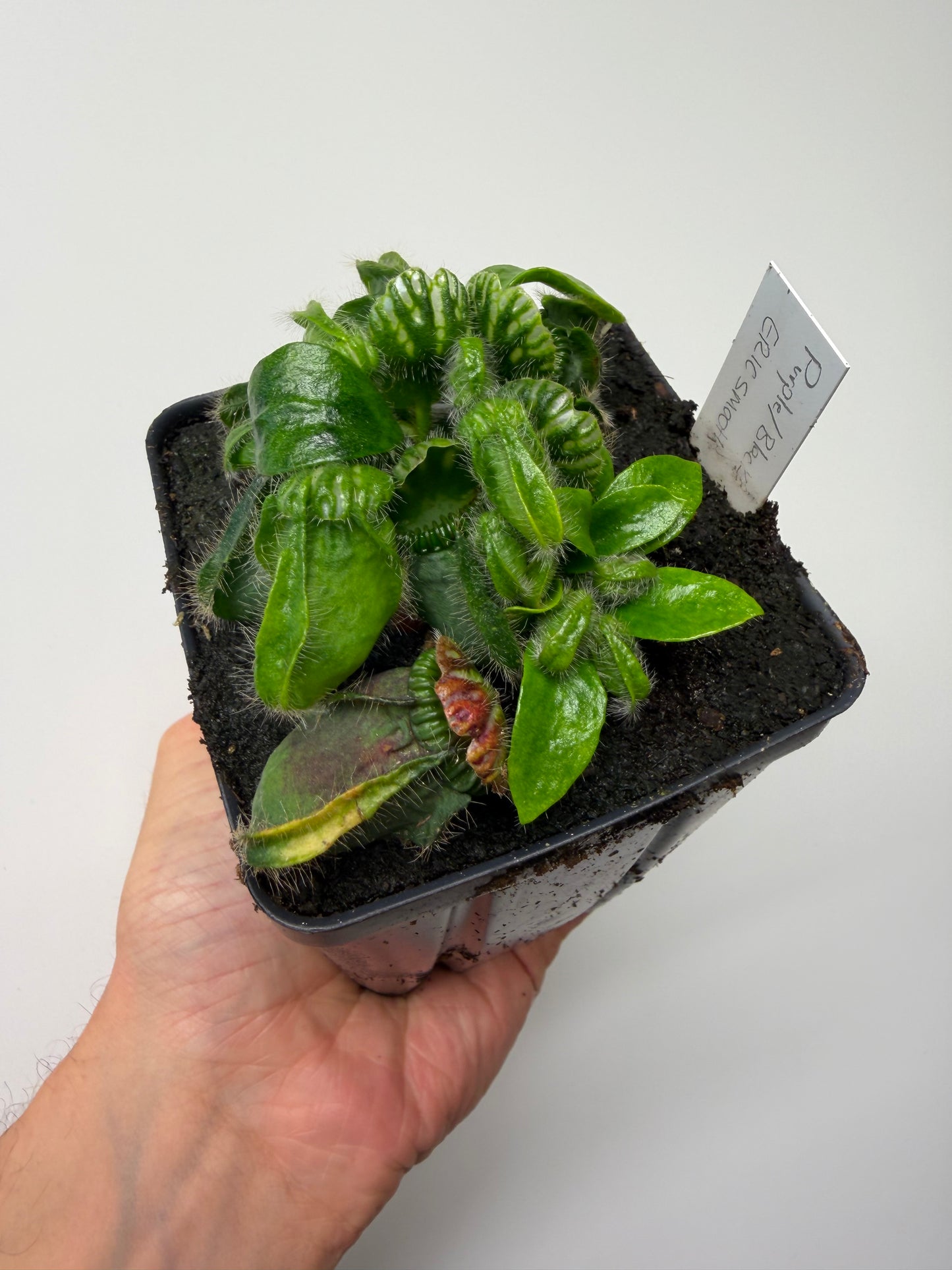 Cephalotus follicularis “Purple/Black” - Eric Smooth