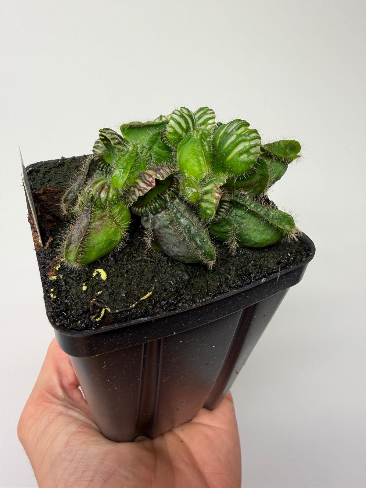 Cephalotus follicularis “Emu Pointe” #4