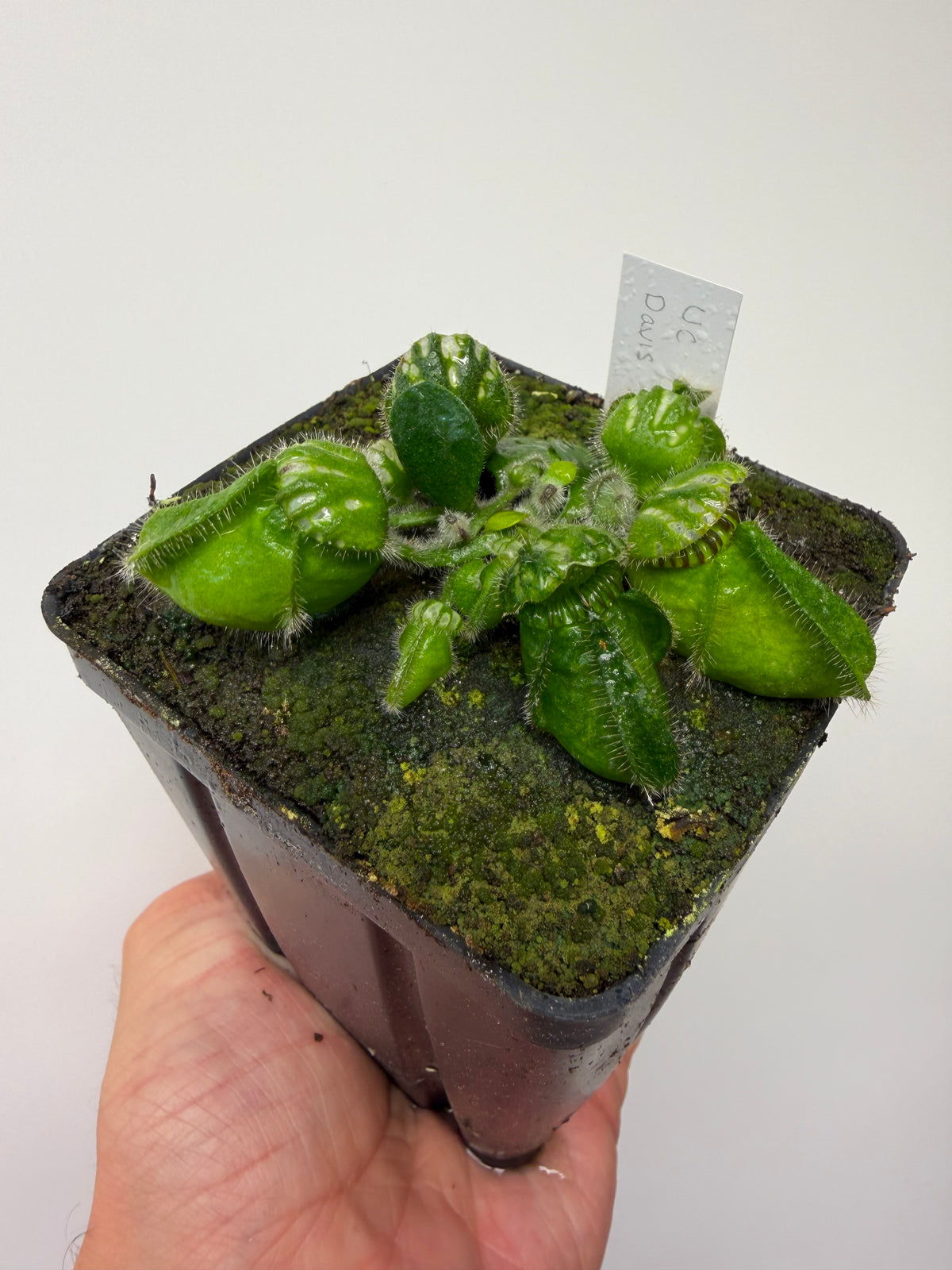 Cephalotus follicularis “UC Davis”