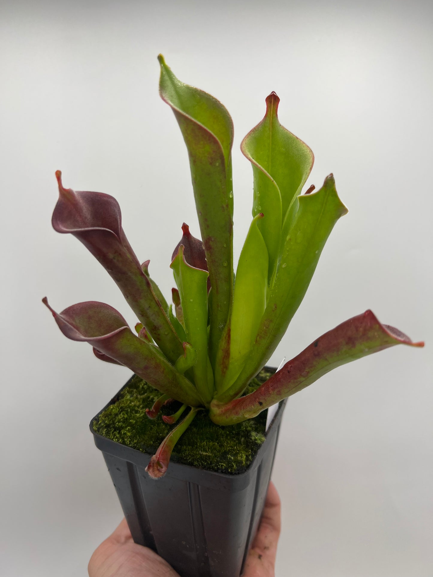 Heliamphora tatei (Cerro Duida)