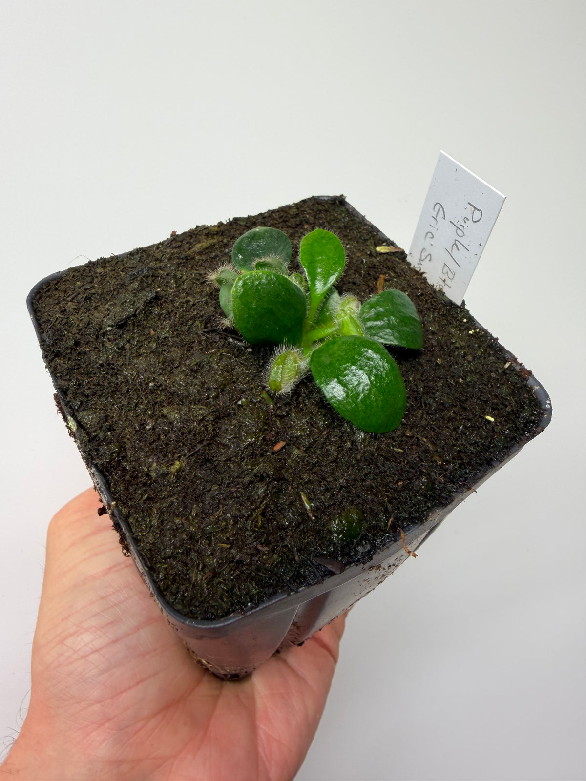 Cephalotus follicularis “Purple/Black” - Eric Smooth