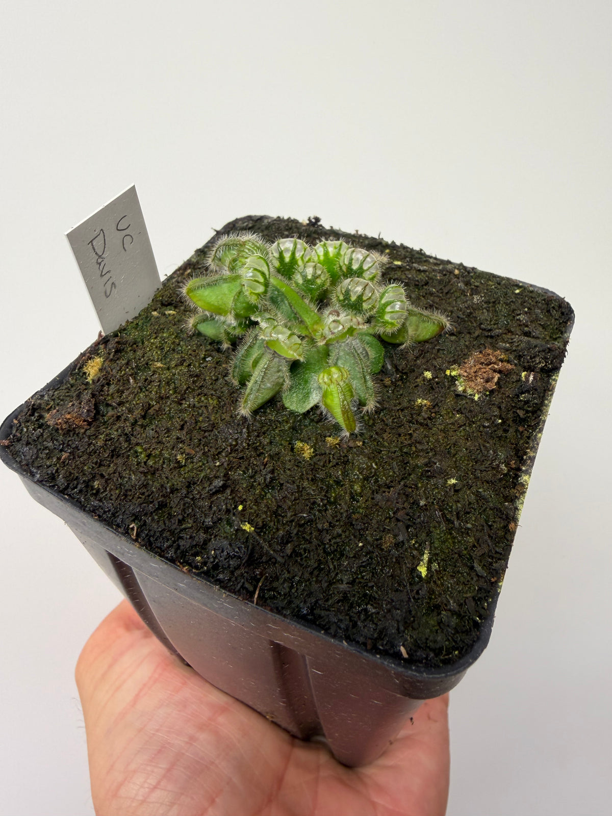Cephalotus follicularis “UC Davis”