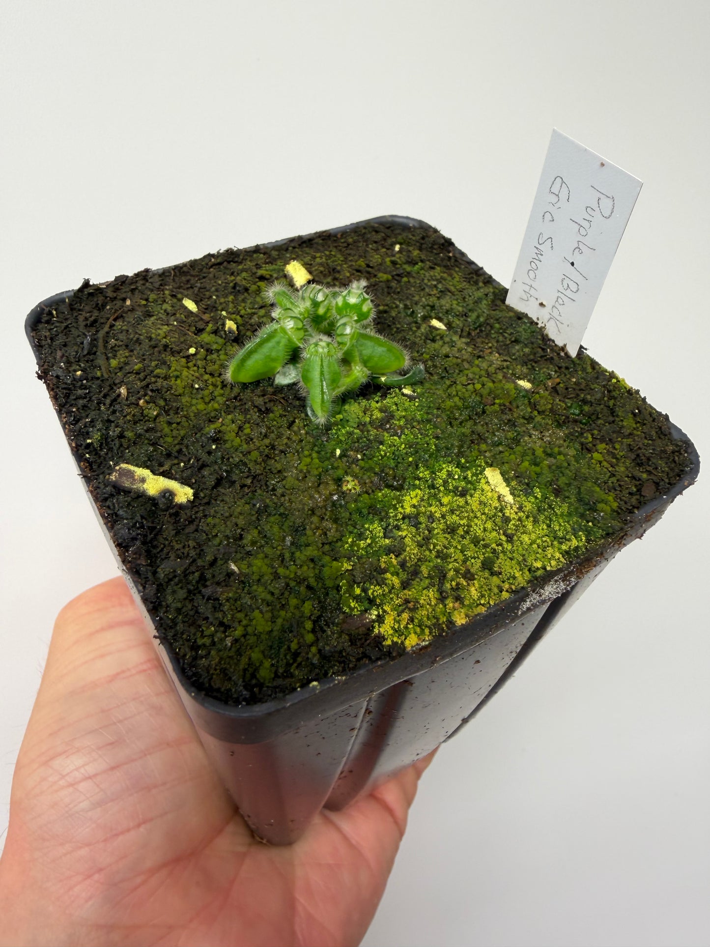 Cephalotus follicularis “Purple/Black” - Eric Smooth