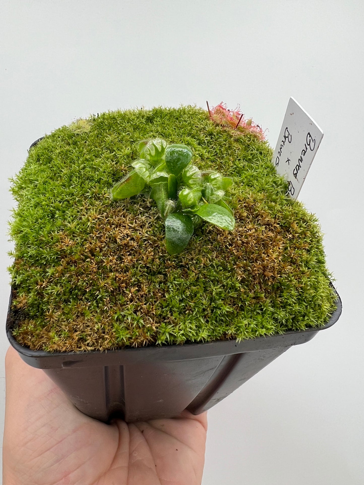 Cephalotus follicularis “Brewers Beauty” x “Brewers”