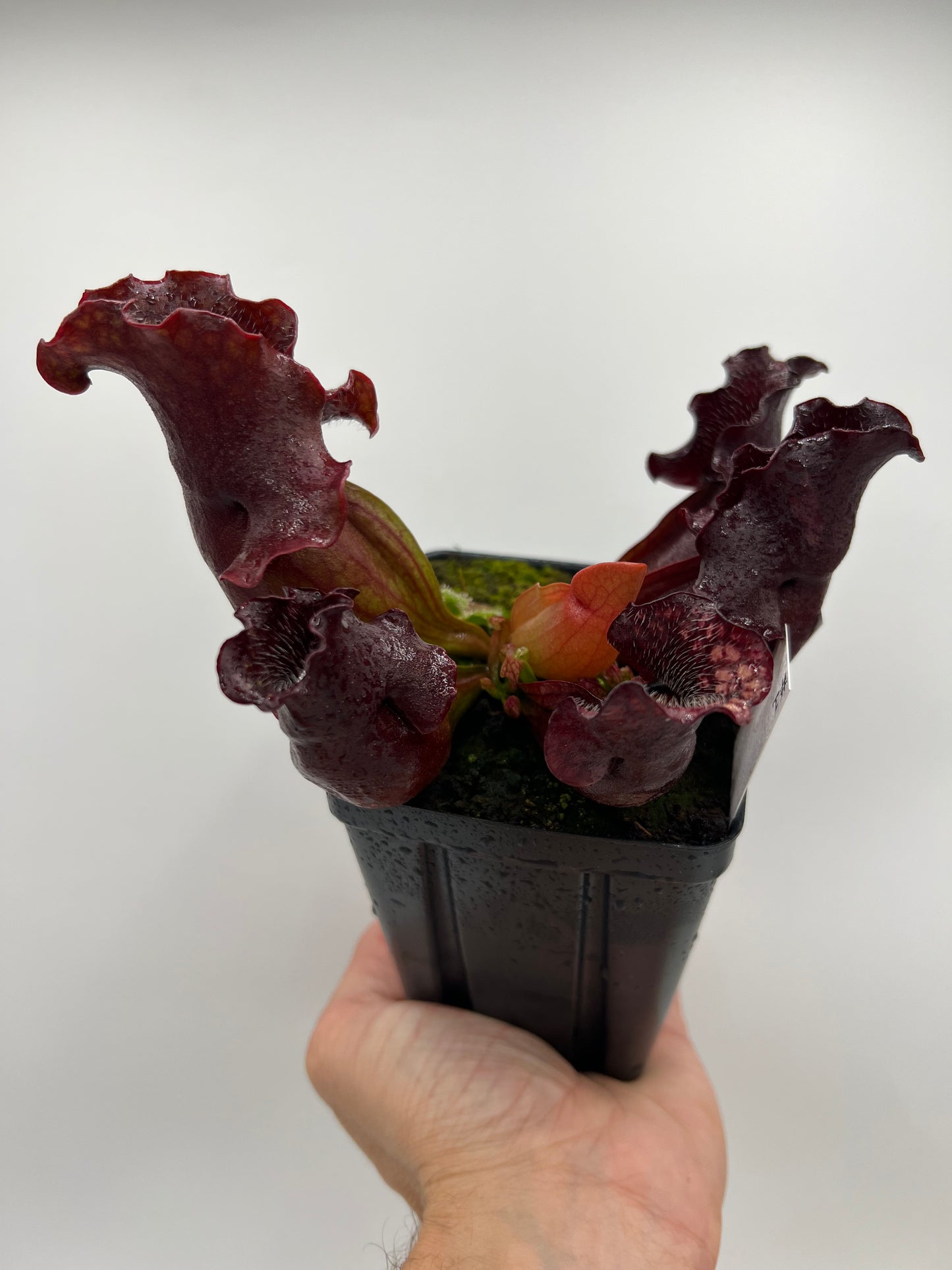 Sarracenia purpurea ssp. venosa (Brunswick Co, NC x Carteret Co, NC)  - Seed Grown #1