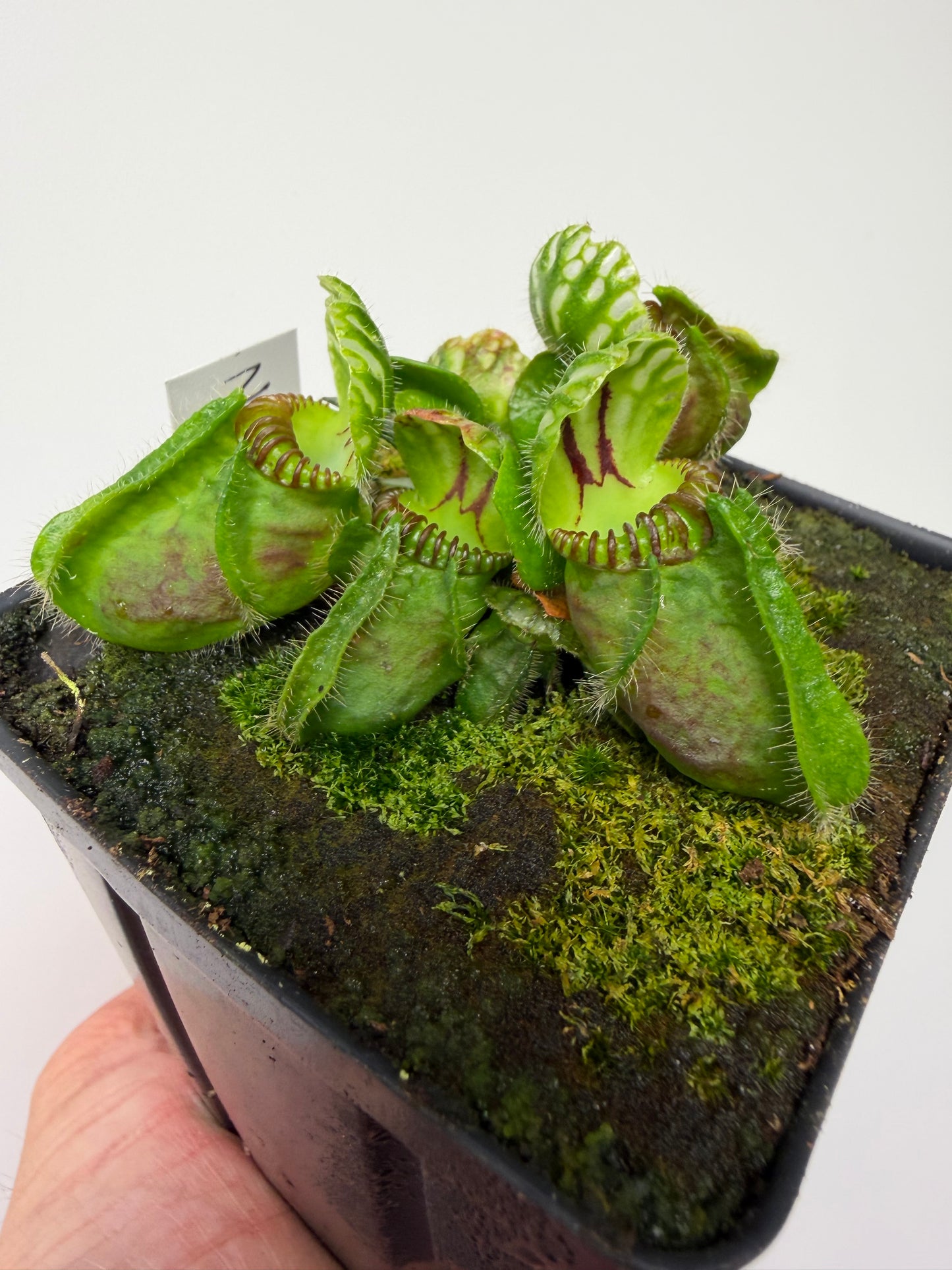 Cephalotus follicularis “Norma”
