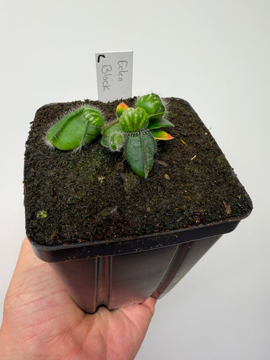 Cephalotus follicularis ‘Eden Black’ - *Rare* (2)