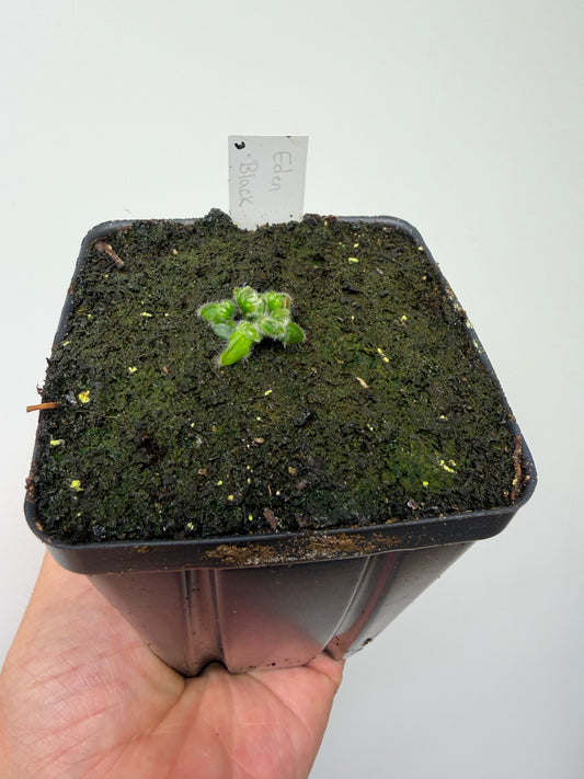 Cephalotus follicularis ‘Eden Black’ - *Rare* (3)
