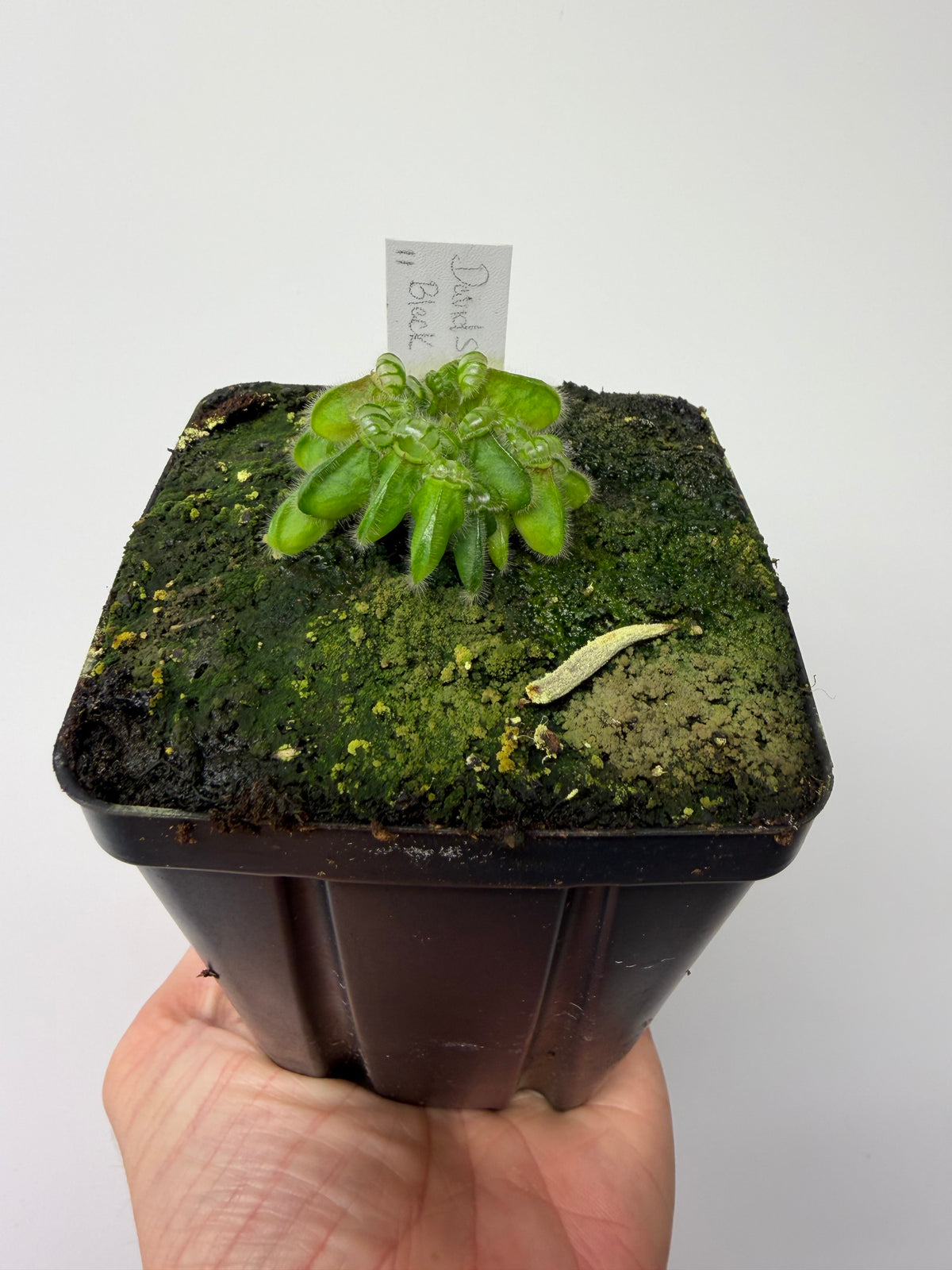 Cephalotus follicularis “David Švarc Black” #11 - *Rare*