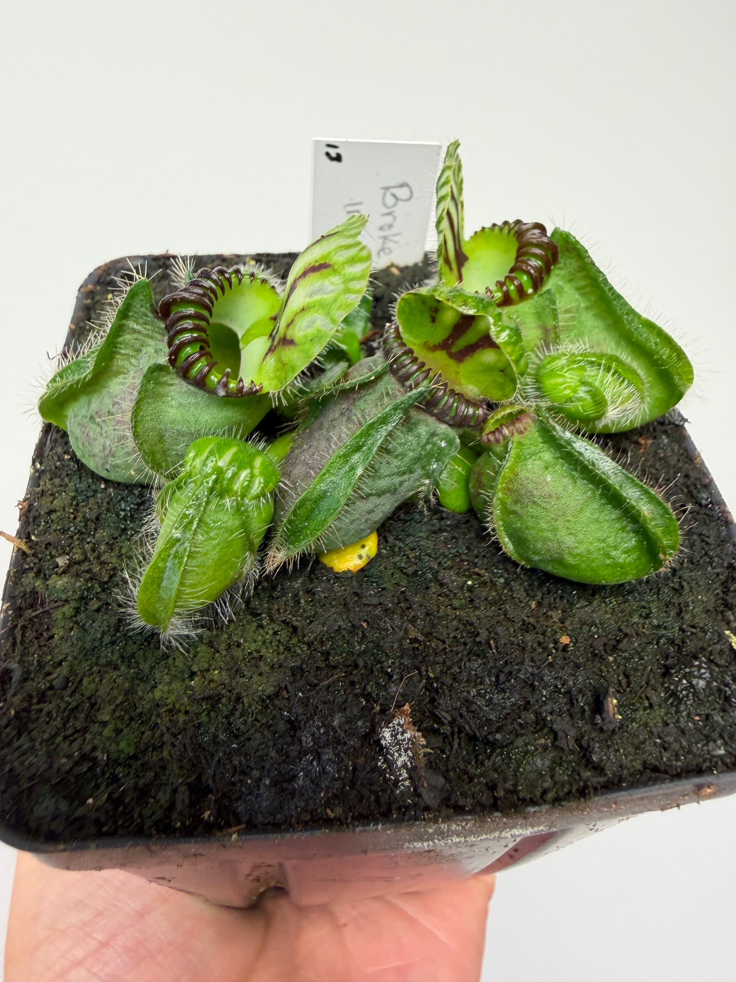 Cephalotus follicularis “Broke Inlet” (13)