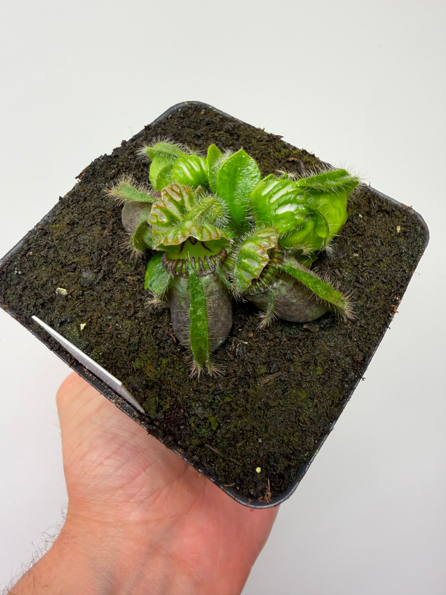 Cephalotus follicularis “Brewers Beauty” x “Brewers”