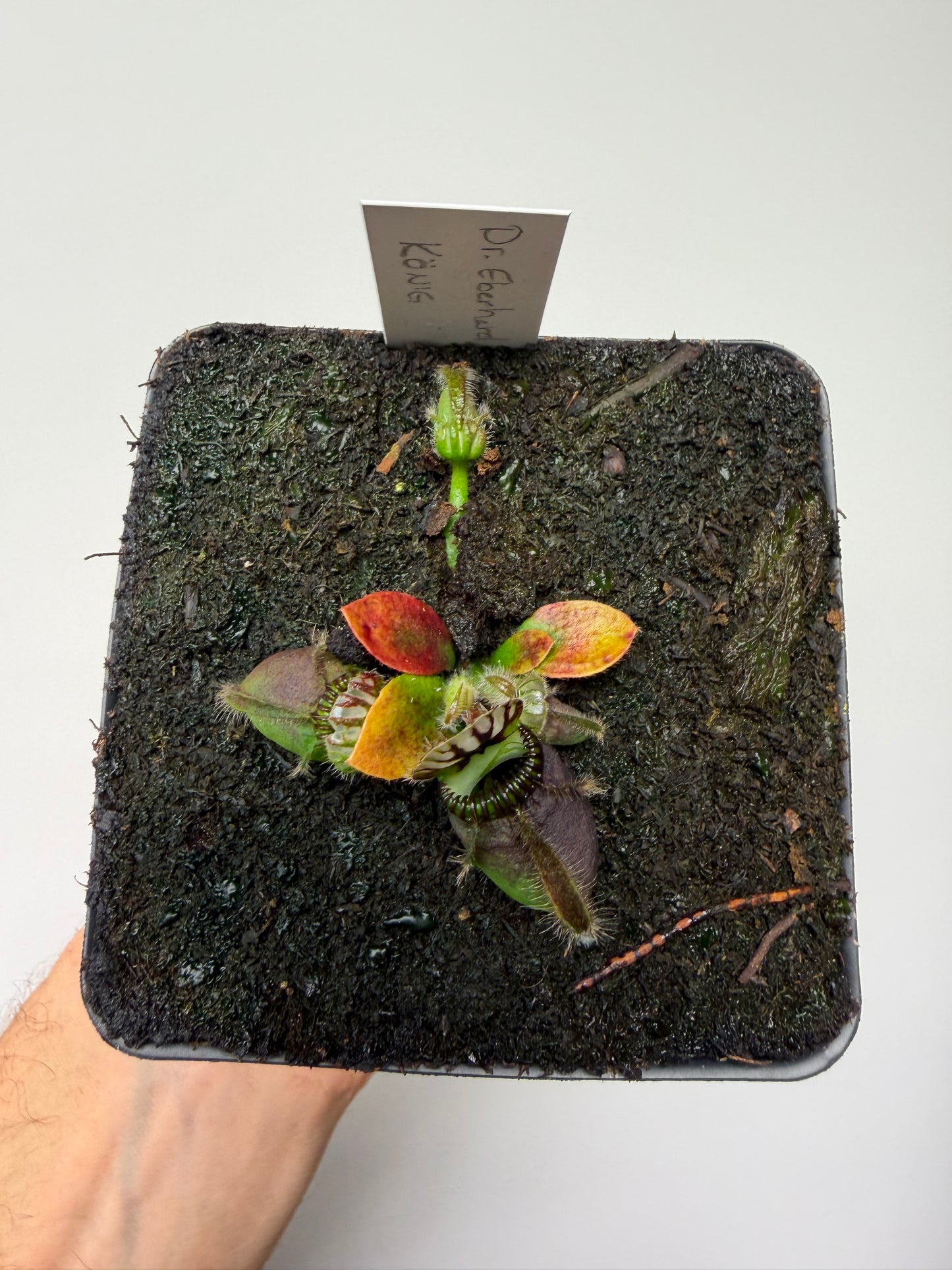Cephalotus follicularis “Dr. Eberhard König”