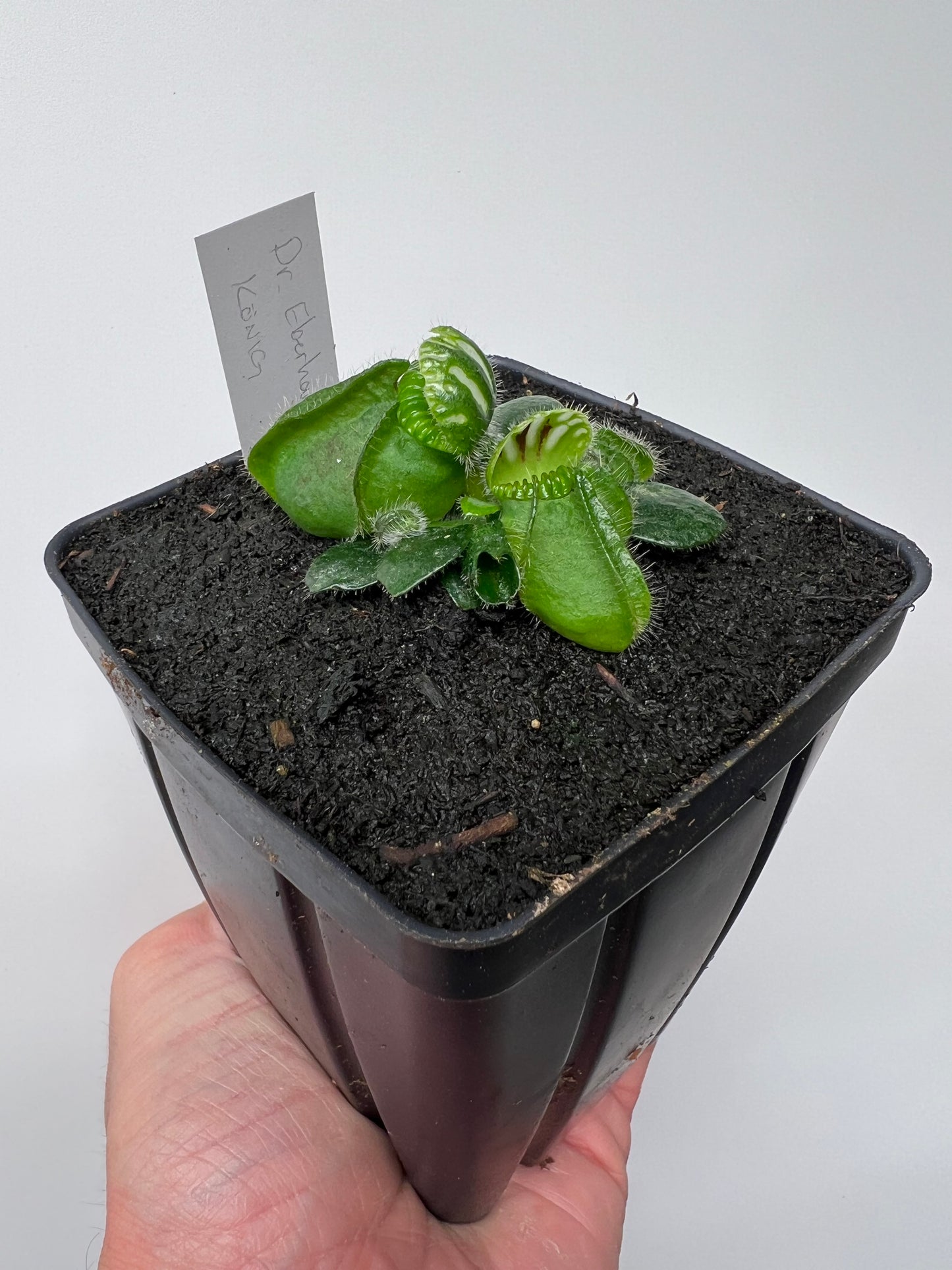 Cephalotus follicularis “Dr. Eberhard König”
