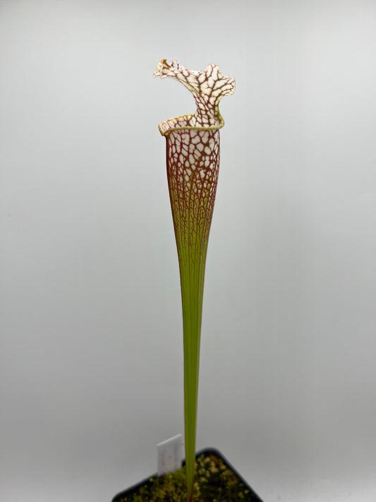 Sarracenia “Hawaiian Ice” x ‘Dragon Queen’ - Seed Grown #7
