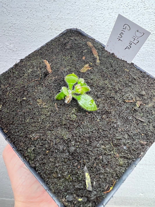 Cephalotus follicularis “Diflora giant” - *Rare*