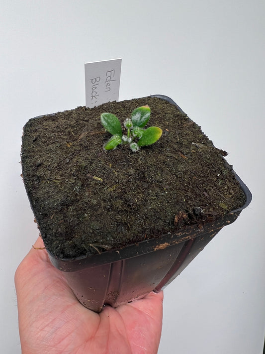 Cephalotus follicularis ‘Eden Black’ - *Rare* (small)