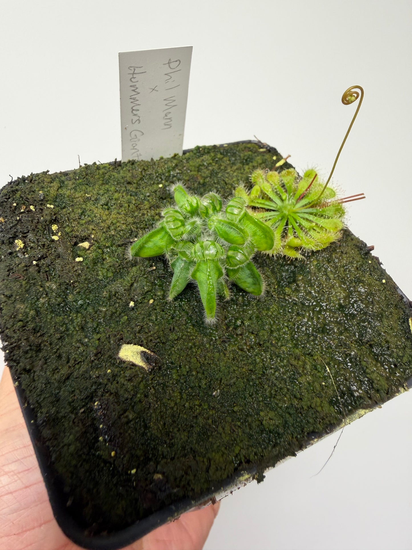Cephalotus follicularis “Phil Mann” x “Hummers Giant”