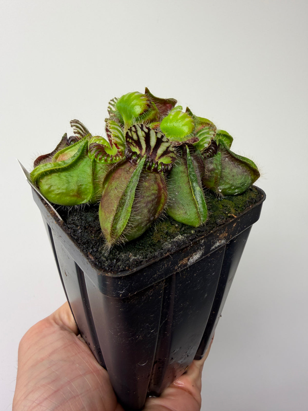Cephalotus follicularis “Broke Inlet” #13