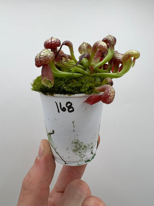 Darlingtonia californica (Cobra Pitcher Plant) - Seed Grown #168