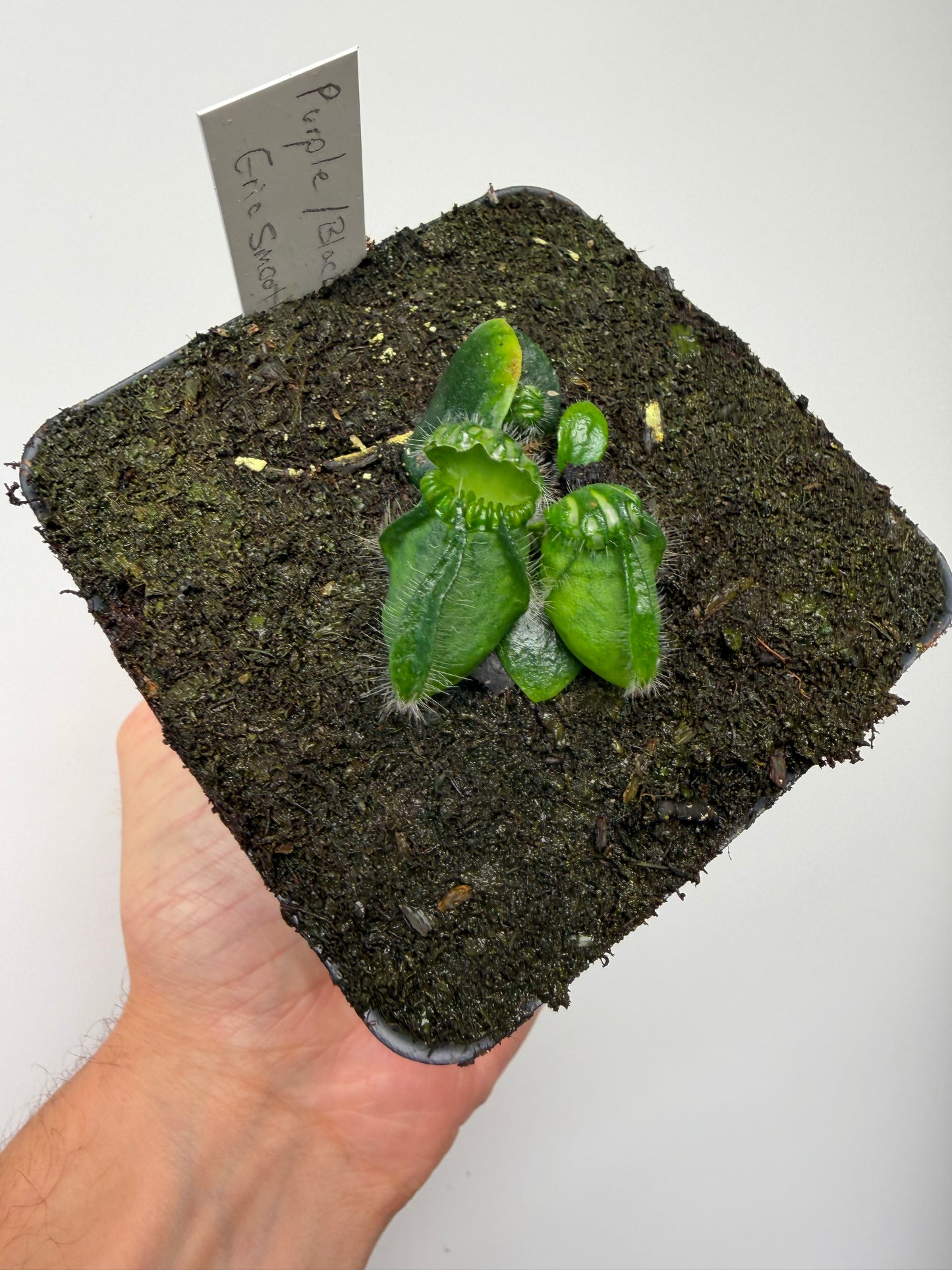 Cephalotus follicularis “Purple/Black” - Eric Smooth