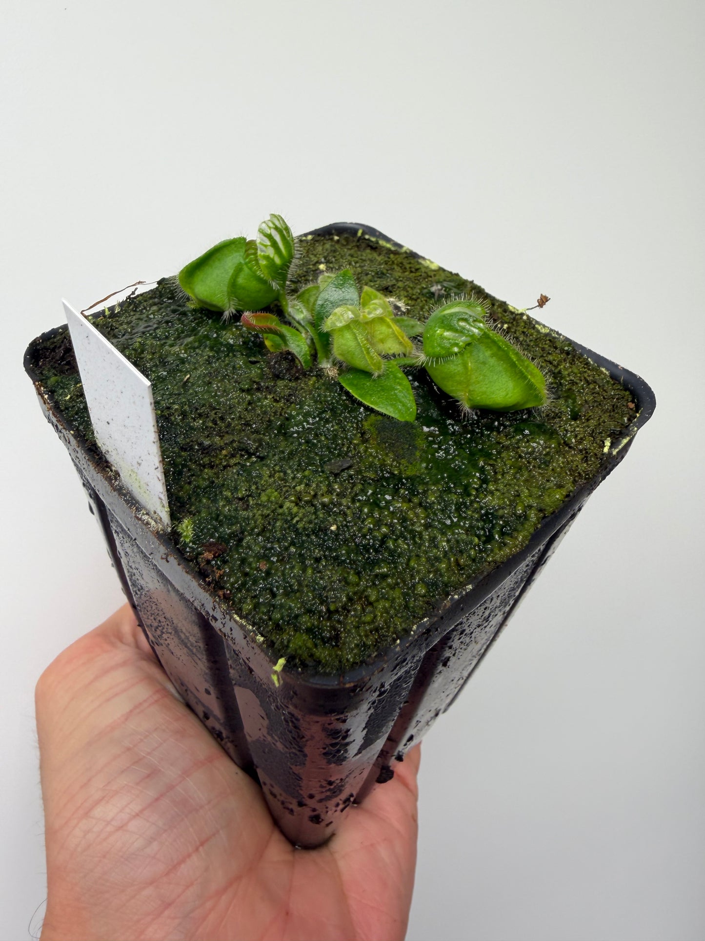 Cephalotus follicularis “Czech Giant”