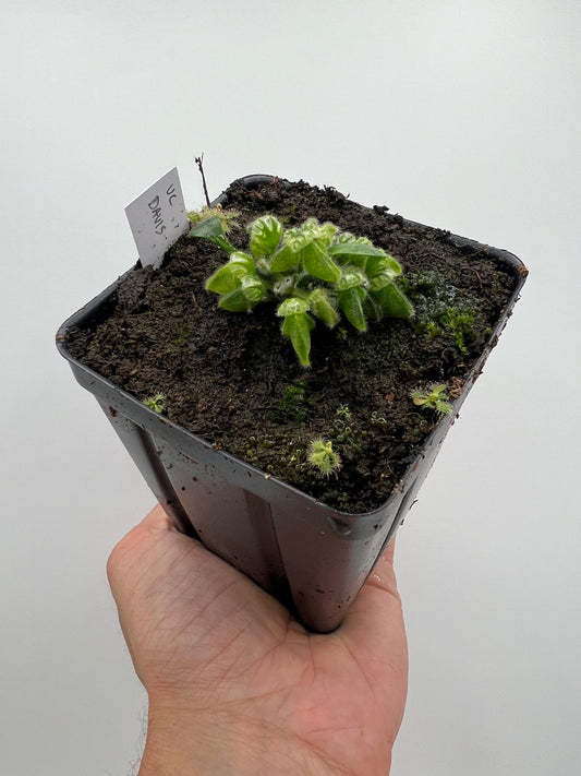 Cephalotus follicularis “UC Davis”