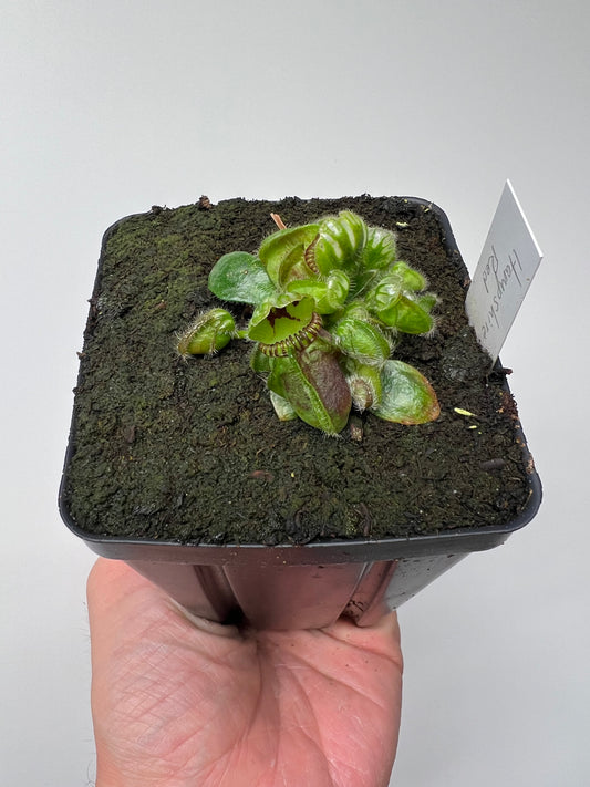 Cephalotus follicularis “Hampshire Red”