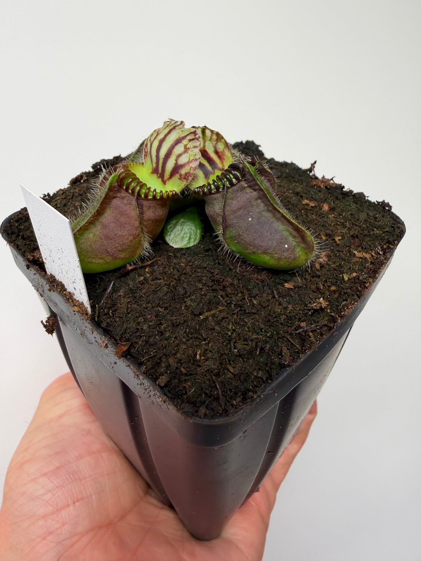 Cephalotus follicularis “Broke Inlet” (10)