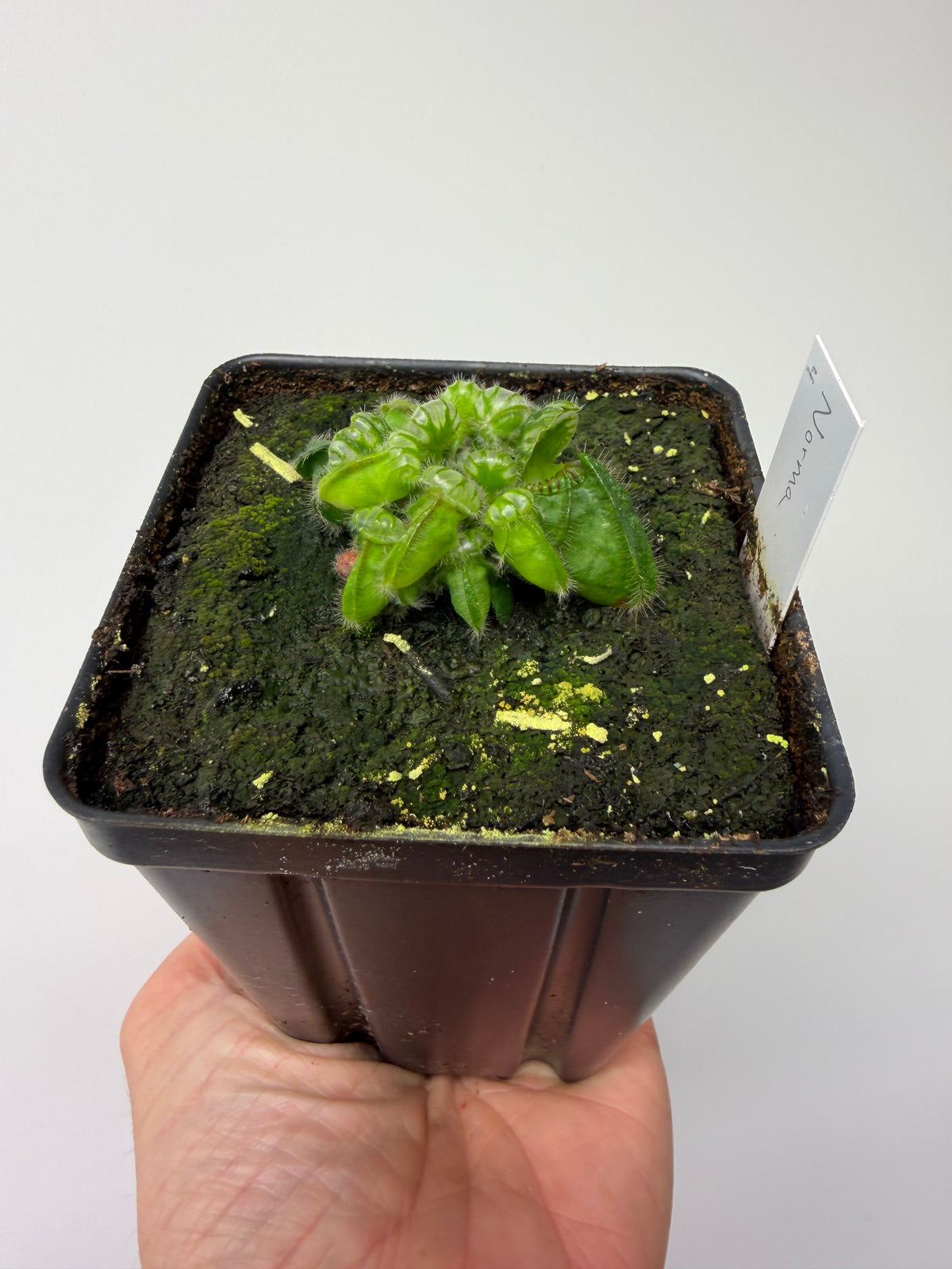 Cephalotus follicularis “Norma” #4
