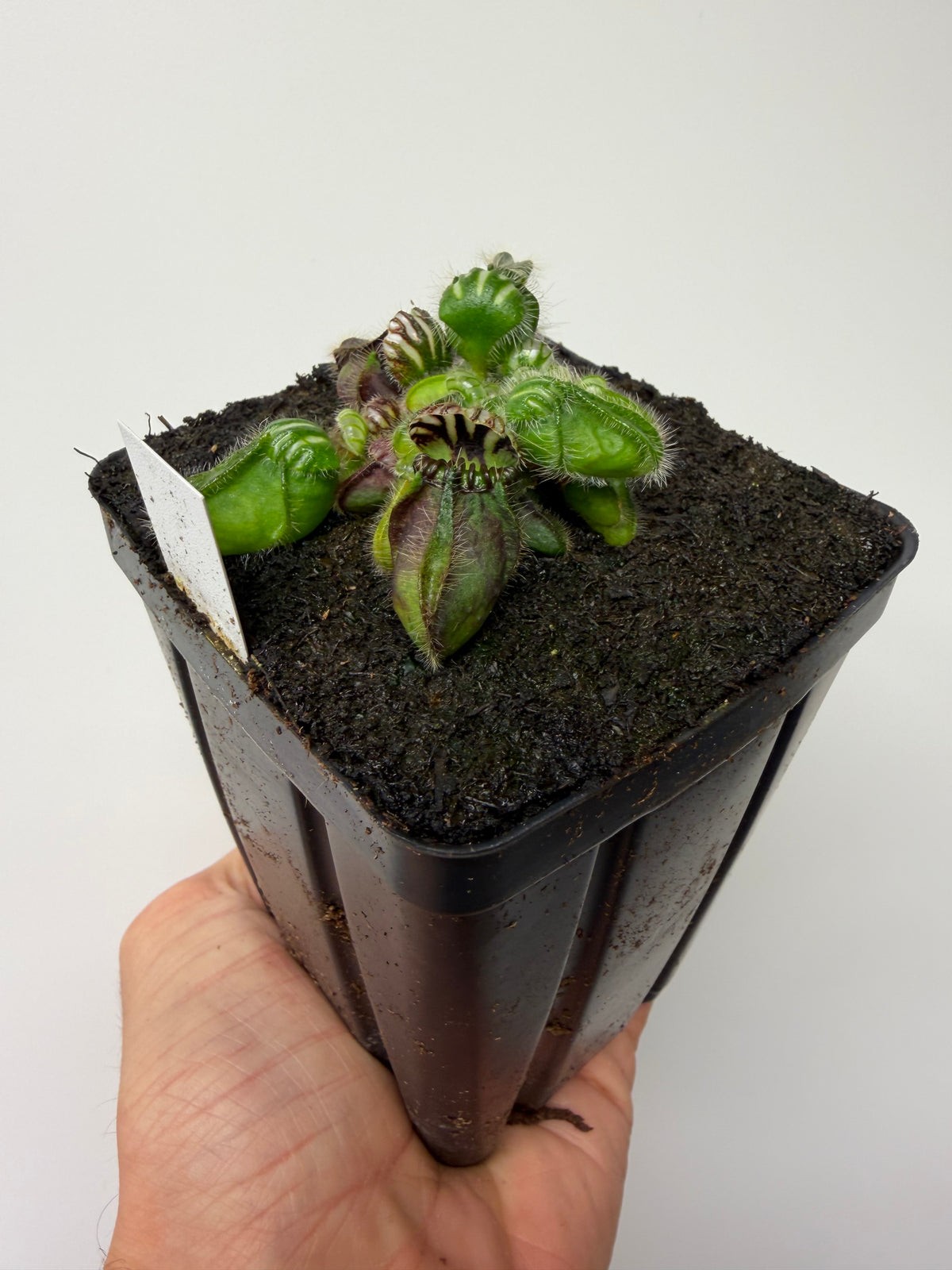 Cephalotus follicularis “Hampshire Red” #9