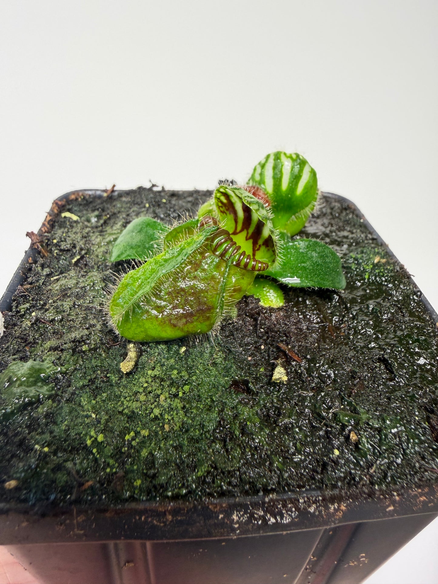Cephalotus follicularis “Martin Stöckl”