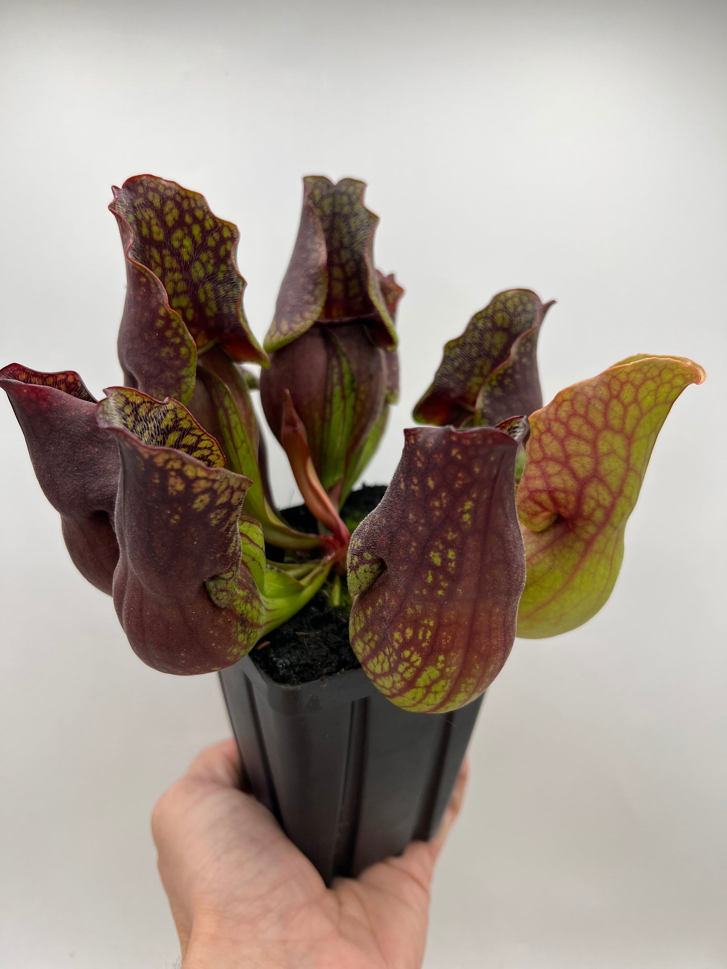 Sarracenia purpurea ssp. purpurea (Centre Co, PA) - Seed Grown #110