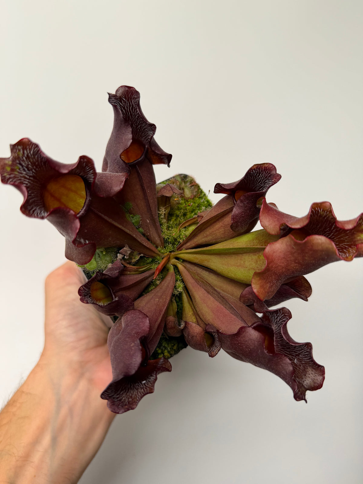 Sarracenia purpurea ssp. venosa (Brunswick Co, NC x Carteret Co, NC)  - Seed Grown #9
