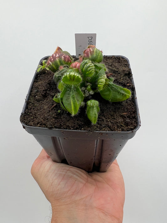 Cephalotus follicularis “David Švarc Black”