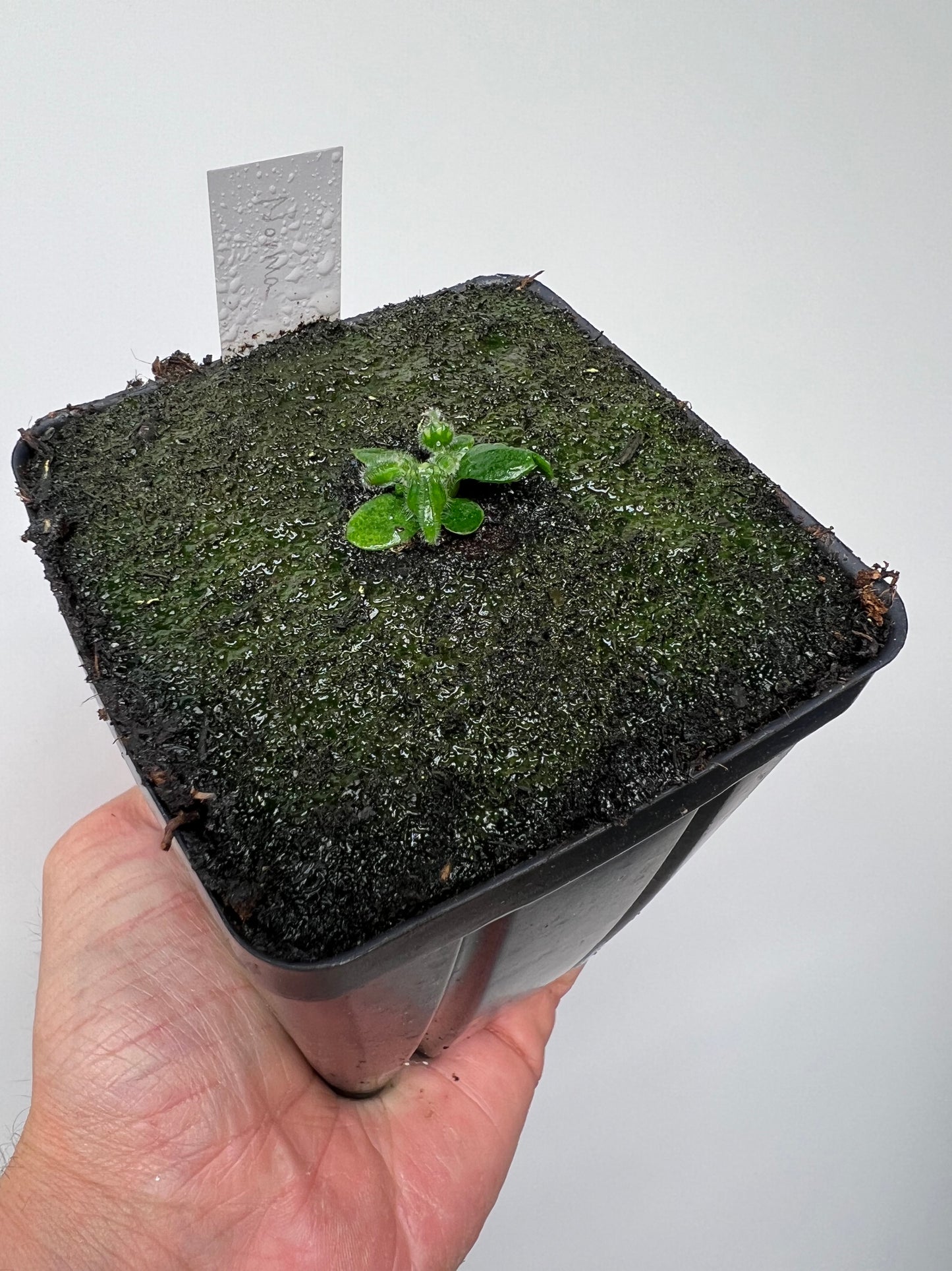 Cephalotus follicularis “Norma”