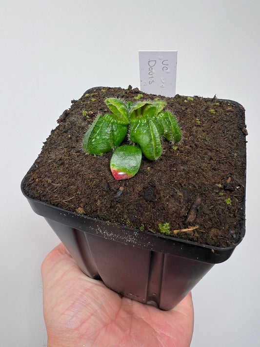Cephalotus follicularis “UC Davis”